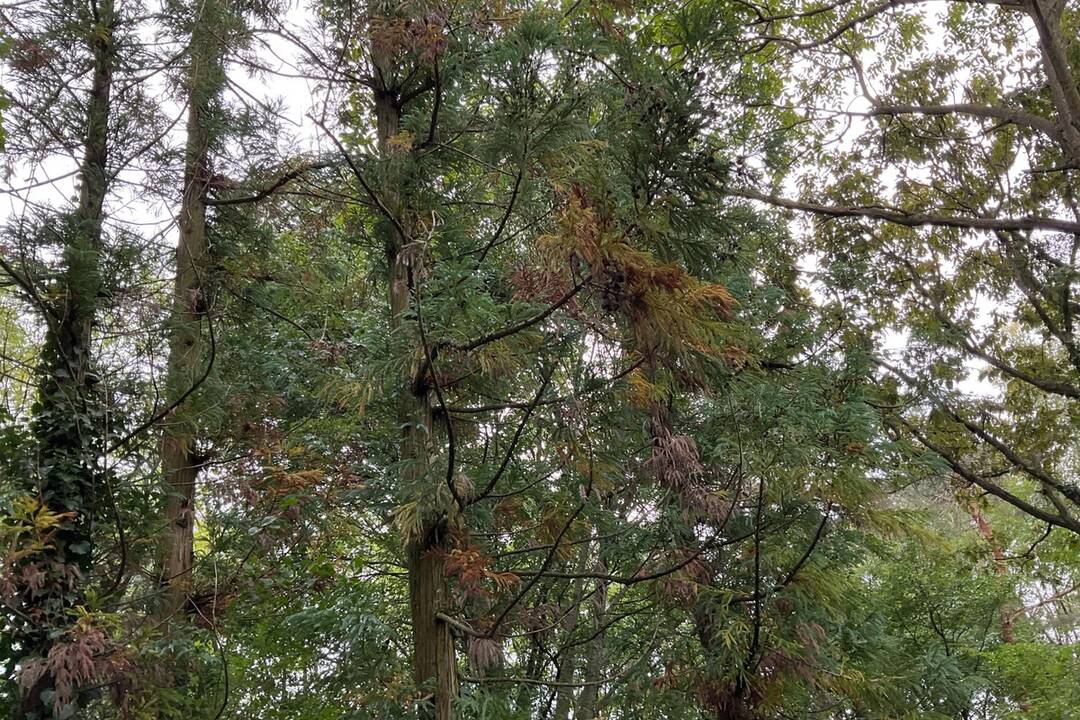 FOTO: Pozrite si jesenné zábery z arboréta v Tesárskych Mlyňanoch, foto 71