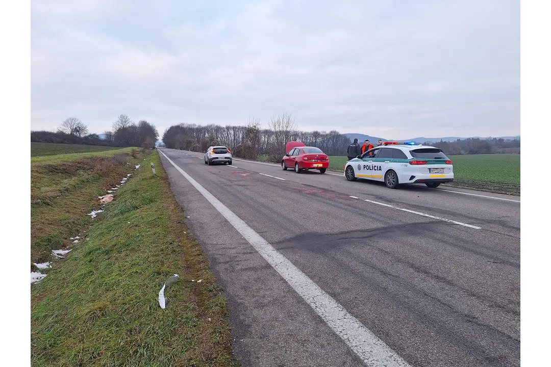 FOTO: Na ceste pri Jelenci skončil pod kolesami auta kríženec retrievera, zrážku neprežil , foto 1