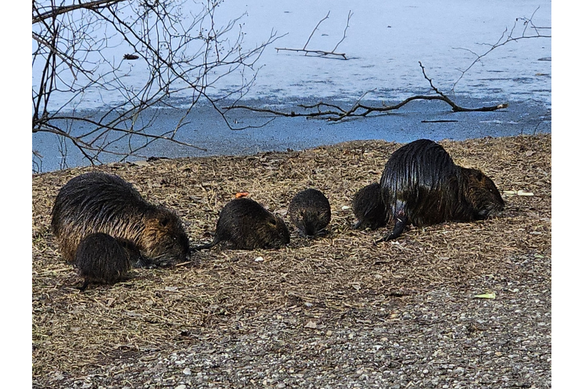 FOTO: V Nitre sa opäť rozmohli nutrie, predstavujú hrozbu pre náš ekosystém, foto 2