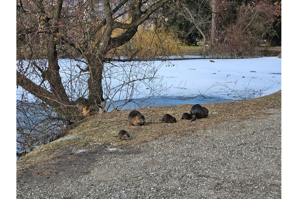 FOTO: V Nitre sa opäť rozmohli nutrie, predstavujú hrozbu pre náš ekosystém, foto 5