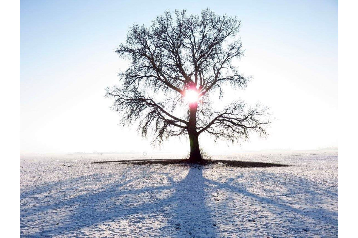 FOTO: Ikonický strom Samotár pri Šali vás očarí v každom ročnom období. Pozrite si krásne zábery, foto 2