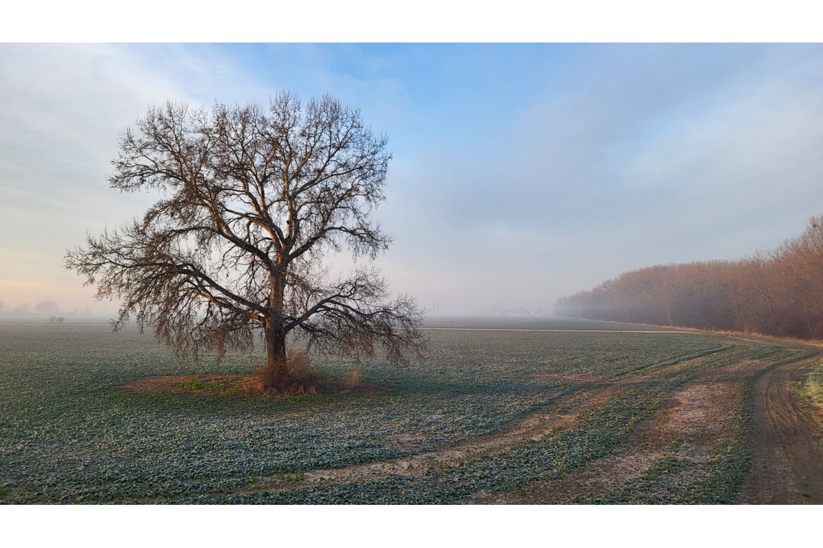 FOTO: Ikonický strom Samotár pri Šali vás očarí v každom ročnom období. Pozrite si krásne zábery, foto 5