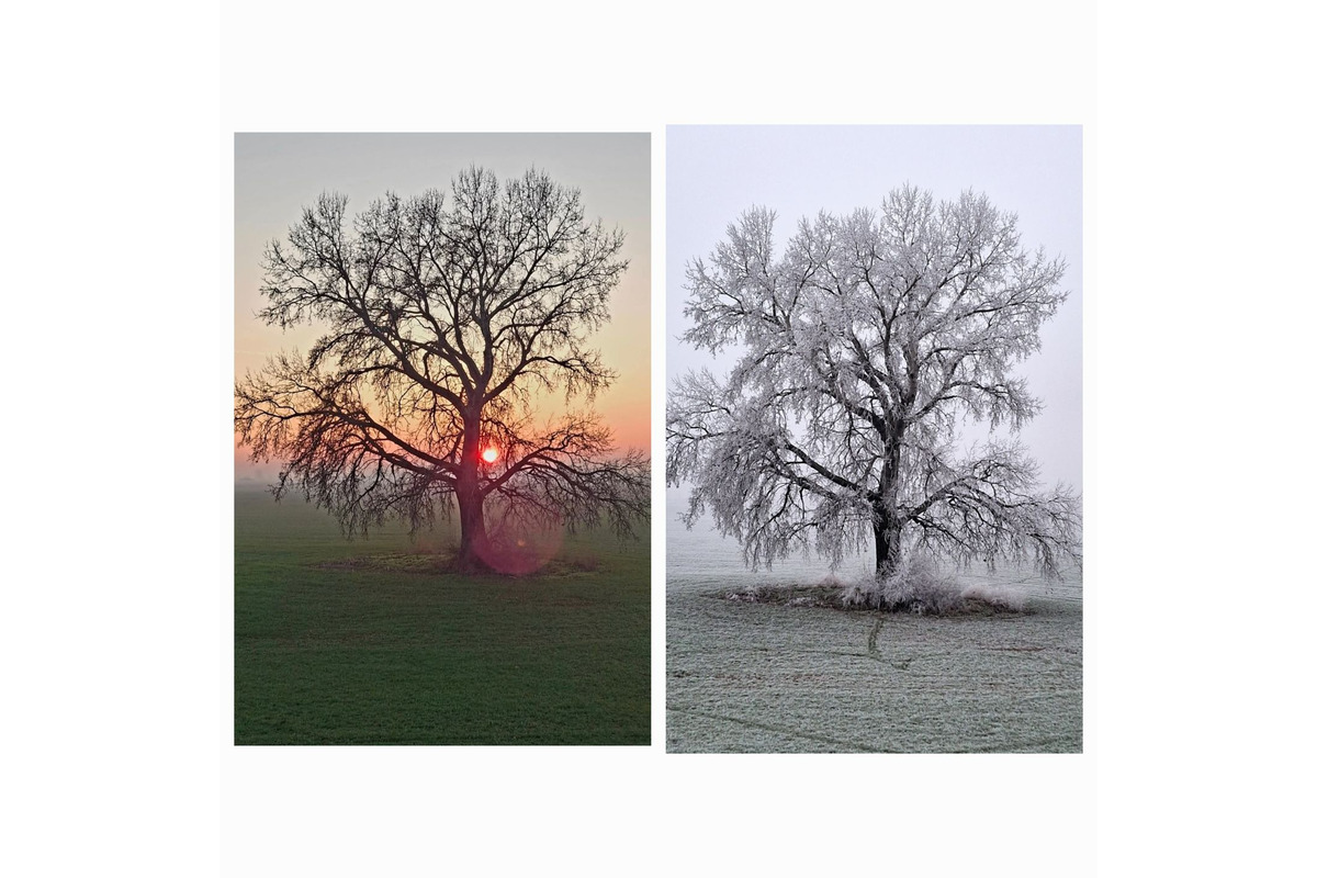 FOTO: Ikonický strom Samotár pri Šali vás očarí v každom ročnom období. Pozrite si krásne zábery, foto 6