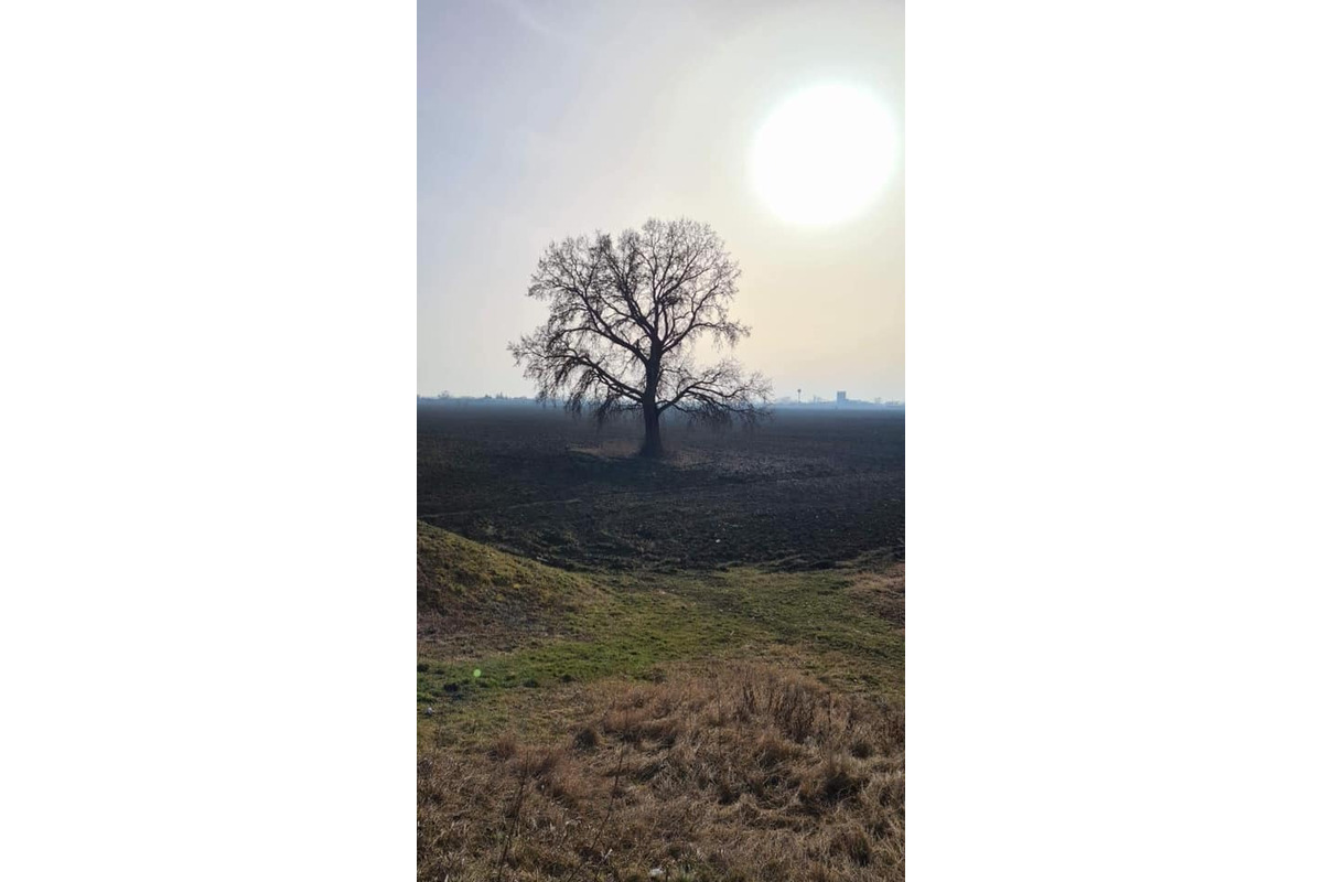 FOTO: Ikonický strom Samotár pri Šali vás očarí v každom ročnom období. Pozrite si krásne zábery, foto 7