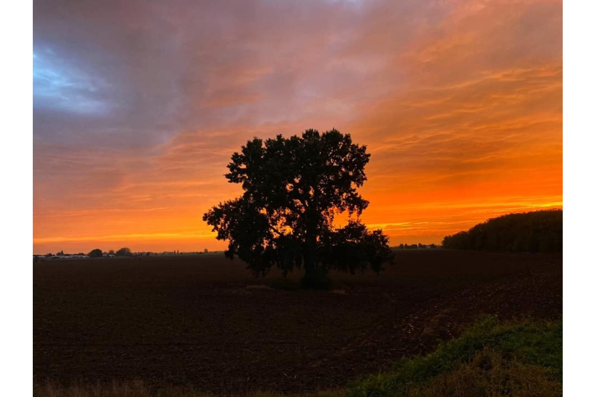 FOTO: Ikonický strom Samotár pri Šali vás očarí v každom ročnom období. Pozrite si krásne zábery, foto 9