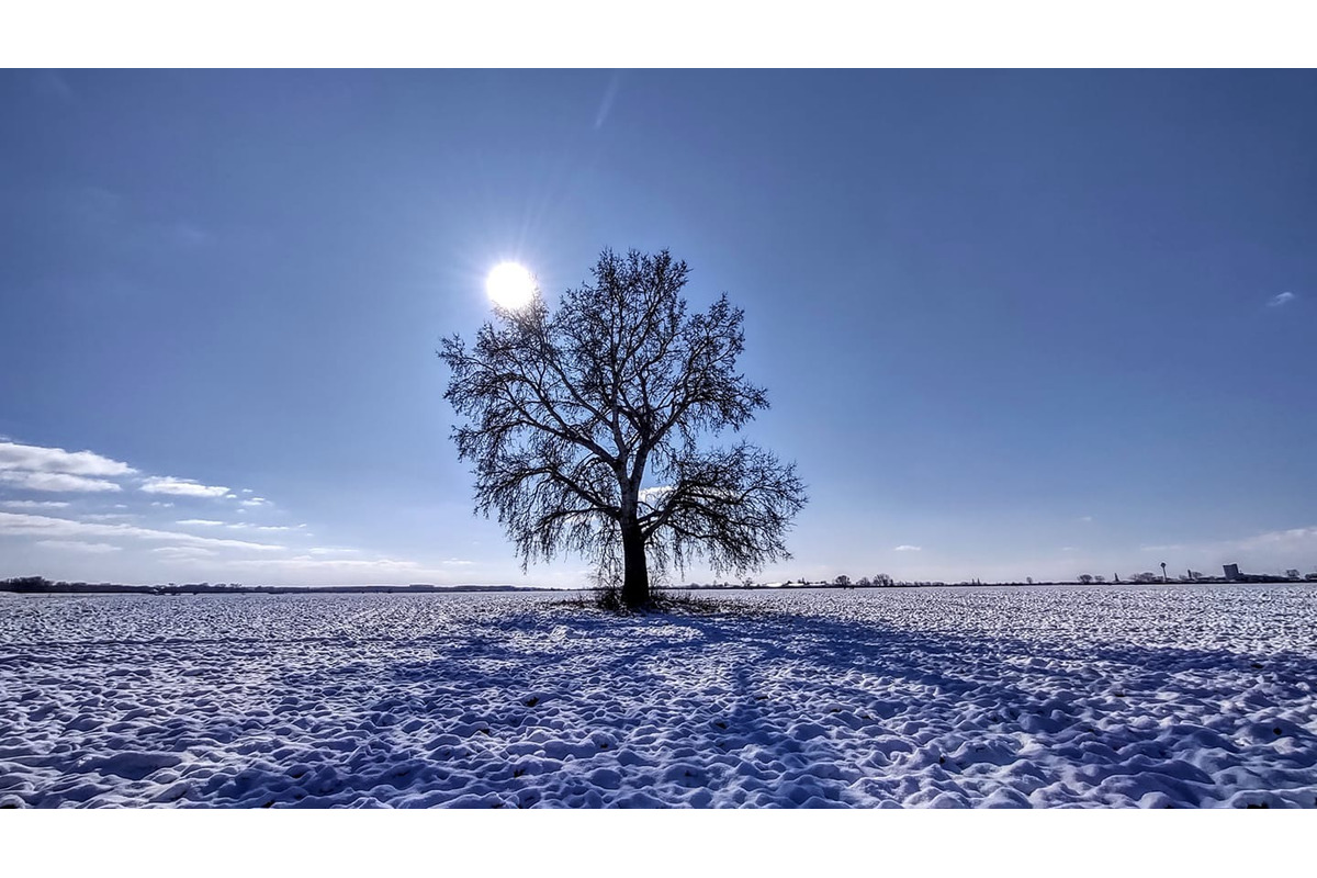 FOTO: Ikonický strom Samotár pri Šali vás očarí v každom ročnom období. Pozrite si krásne zábery, foto 10