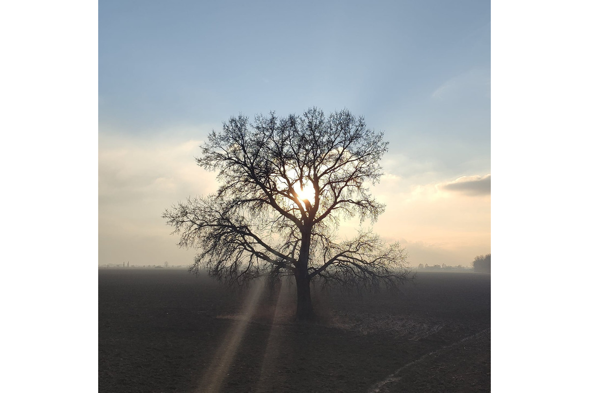 FOTO: Ikonický strom Samotár pri Šali vás očarí v každom ročnom období. Pozrite si krásne zábery, foto 11